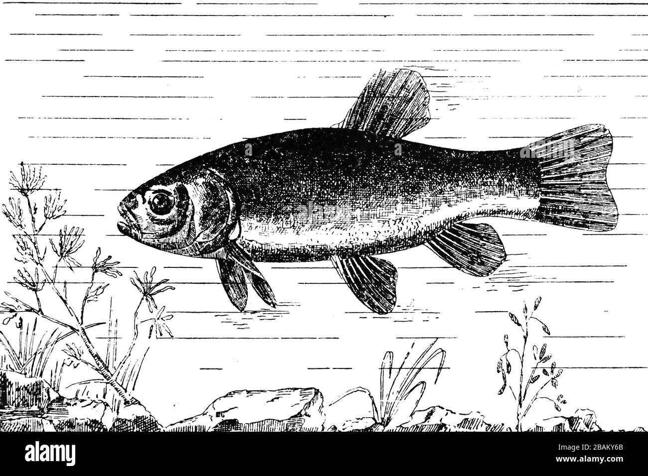 Coudre sa bouche de tanche