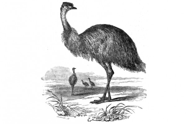 Bleu héron & Bel émeu