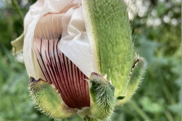 Le charme rare de l'inattendu